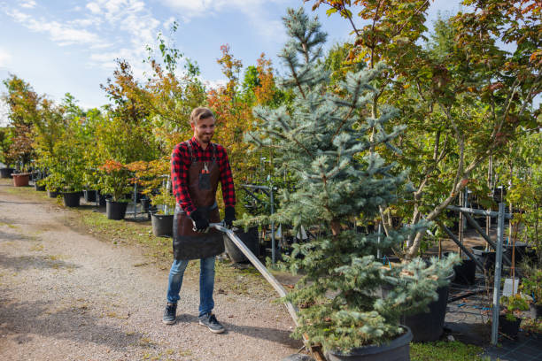 Tuscarawas, OH Tree Removal and Landscaping Services Company